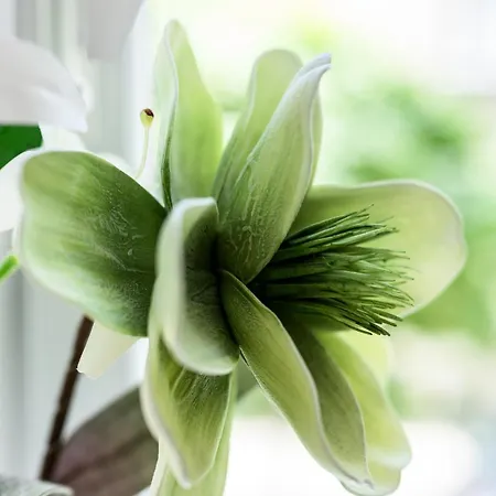 Native Sereno Fenn'a 5 Apartment Krakow