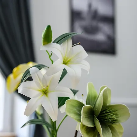 Native Sereno Fenn'a 5 Krakow